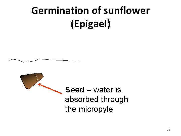 Germination of sunflower (Epigael) Seed – water is absorbed through the micropyle 25 