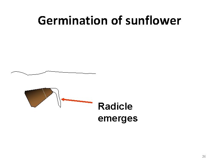 Germination of sunflower Radicle emerges 26 