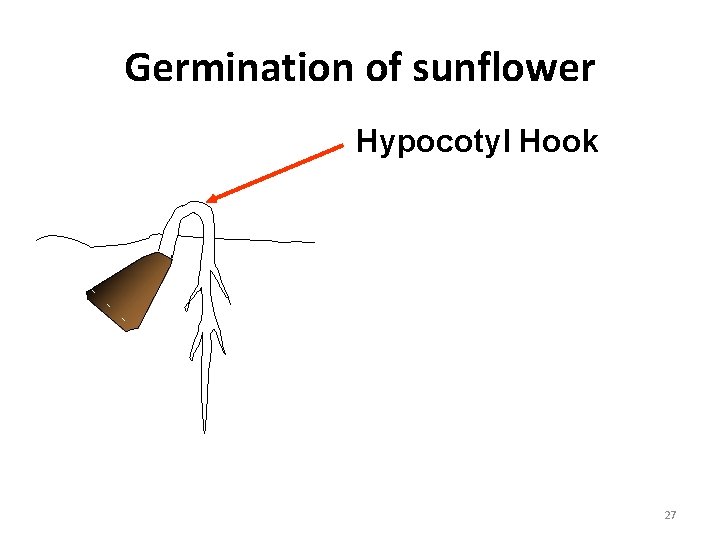 Germination of sunflower Hypocotyl Hook 27 