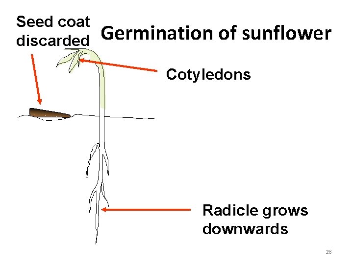 Seed coat discarded Germination of sunflower Cotyledons Radicle grows downwards 28 