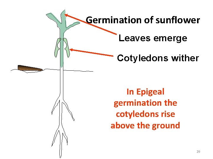 Germination of sunflower Leaves emerge Cotyledons wither In Epigeal germination the cotyledons rise above