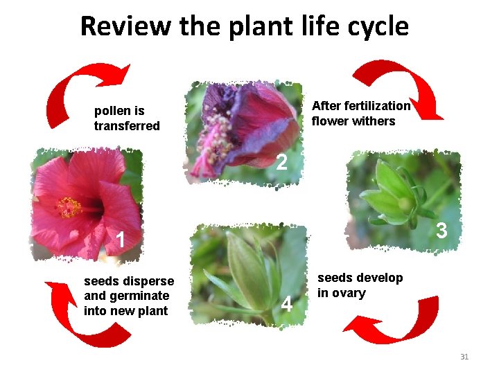 Review the plant life cycle After fertilization flower withers pollen is transferred 2 3 Review the plant life cycle After fertilization flower withers pollen is transferred 2 3