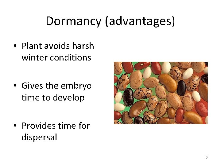 Dormancy (advantages) • Plant avoids harsh winter conditions • Gives the embryo time to Dormancy (advantages) • Plant avoids harsh winter conditions • Gives the embryo time to