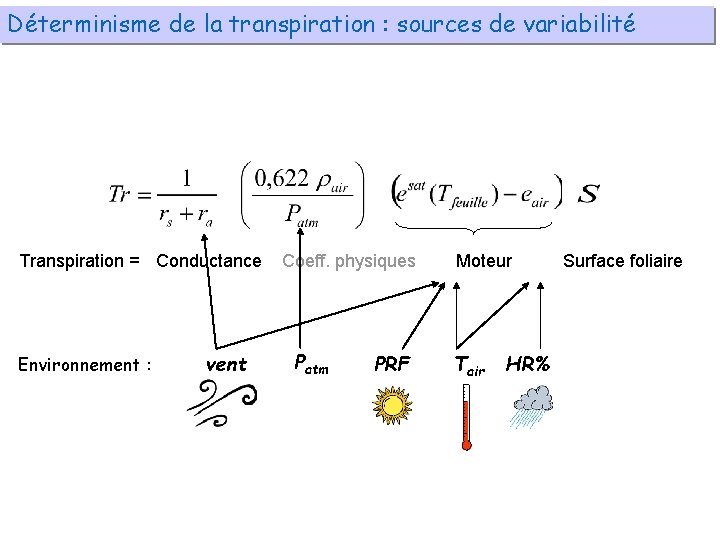 Déterminisme de la transpiration : sources de variabilité Transpiration = Conductance Environnement : vent