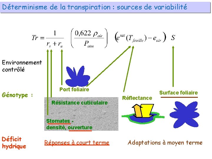 Déterminisme de la transpiration : sources de variabilité Environnement contrôlé Génotype : Port foliaire