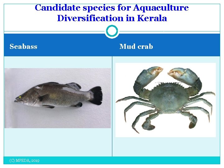 Candidate species for Aquaculture Diversification in Kerala Seabass (C) MPEDA, 2019 Mud crab 