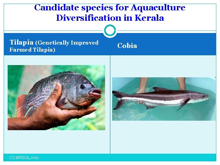 Candidate species for Aquaculture Diversification in Kerala Tilapia (Genetically Improved Farmed Tilapia) (C) MPEDA,