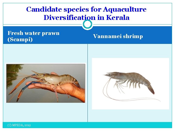 Candidate species for Aquaculture Diversification in Kerala Fresh water prawn (Scampi) (C) MPEDA, 2019