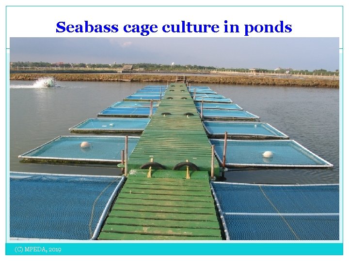 Seabass cage culture in ponds (C) MPEDA, 2019 