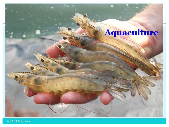 Aquaculture (C) MPEDA, 2019 