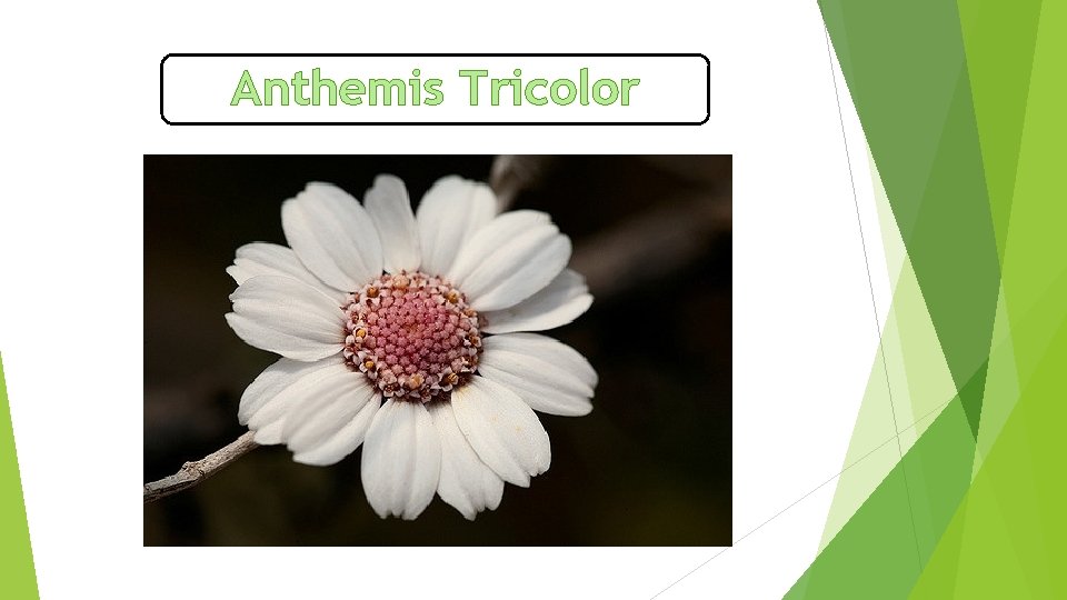 Anthemis Tricolor 