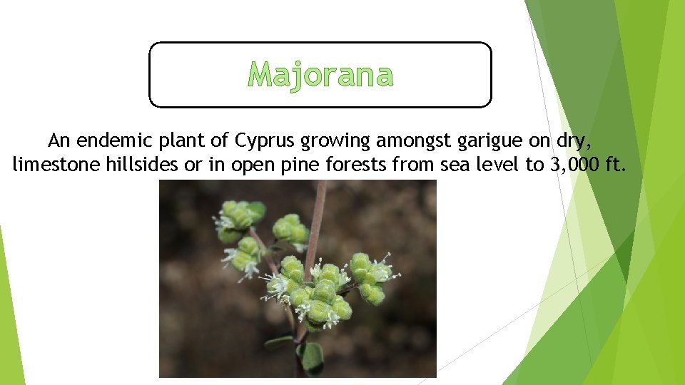 Majorana An endemic plant of Cyprus growing amongst garigue on dry, limestone hillsides or
