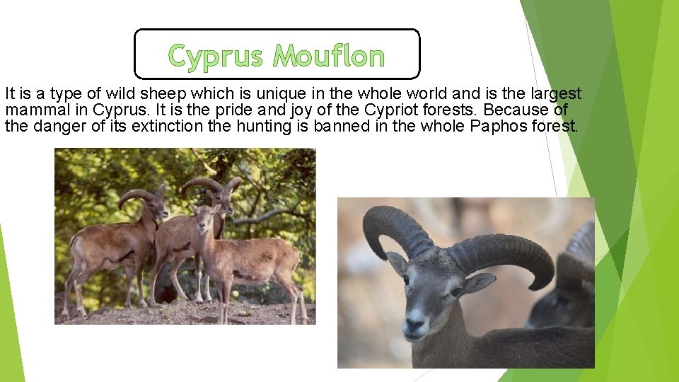 Cyprus Mouflon It is a type of wild sheep which is unique in the