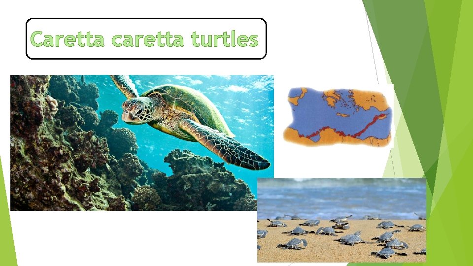 Caretta caretta turtles 