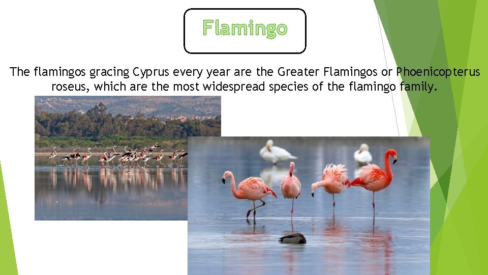 Flamingo The flamingos gracing Cyprus every year are the Greater Flamingos or Phoenicopterus roseus,