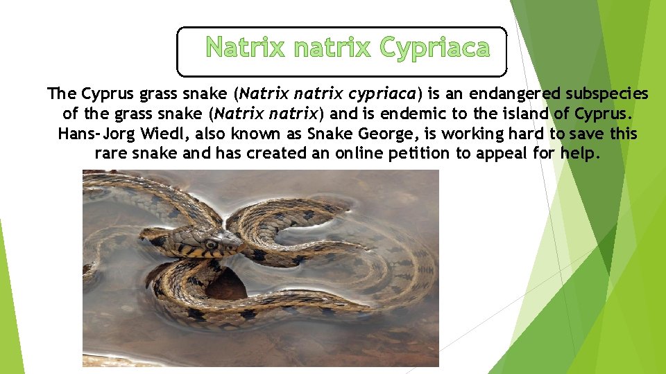 Natrix natrix Cypriaca The Cyprus grass snake (Natrix natrix cypriaca) is an endangered subspecies