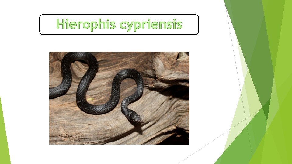 Hierophis cypriensis 