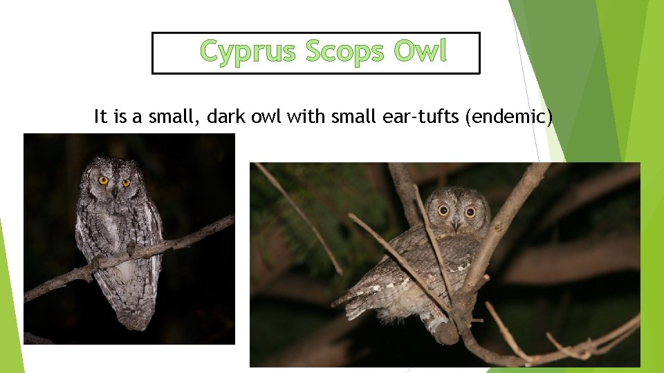 Cyprus Scops Owl It is a small, dark owl with small ear-tufts (endemic) 
