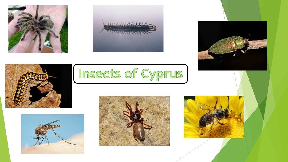 Insects of Cyprus 