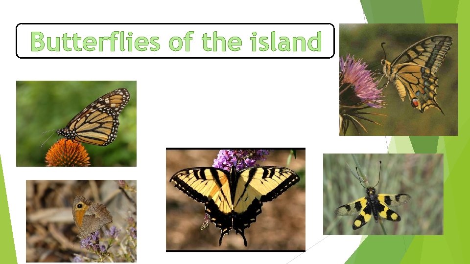Butterflies of the island 
