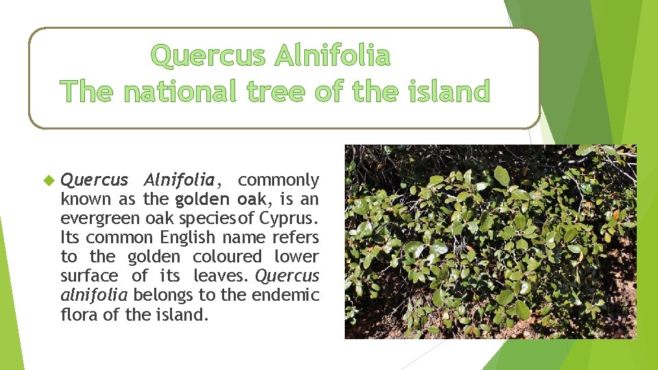 Quercus Alnifolia The national tree of the island Quercus Αlnifolia, commonly known as the