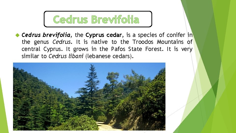Cedrus Brevifolia Cedrus brevifolia, the Cyprus cedar, is a species of conifer in the