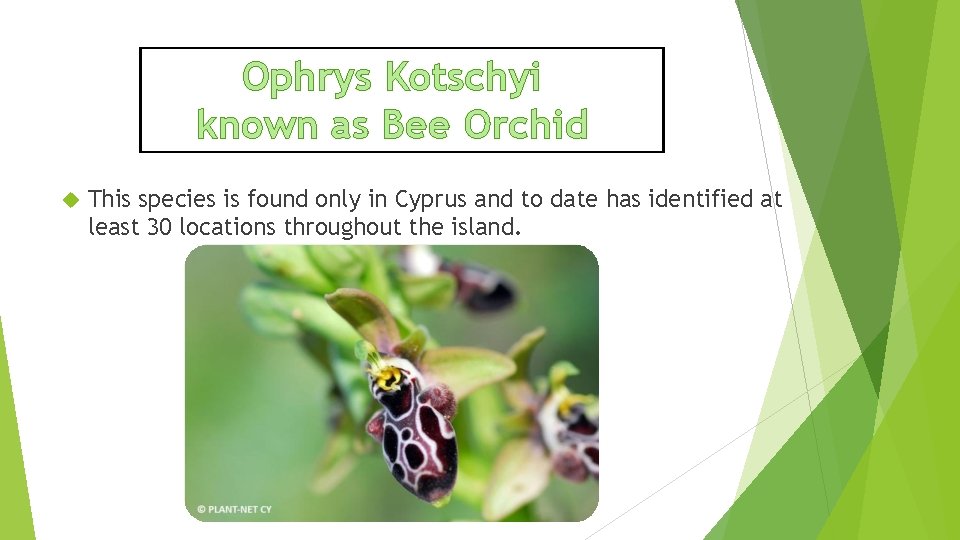 Ophrys Kotschyi known as Bee Orchid This species is found only in Cyprus and
