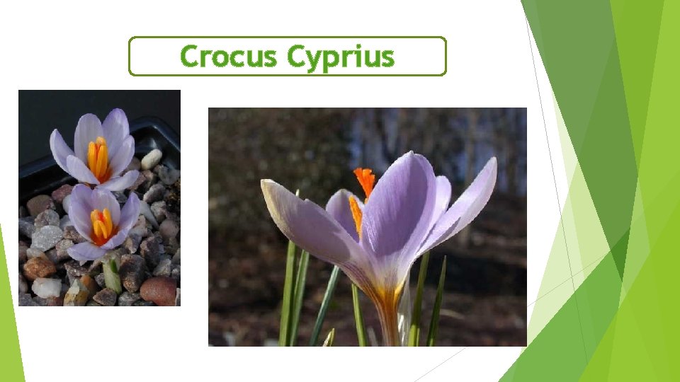 Crocus Cyprius 