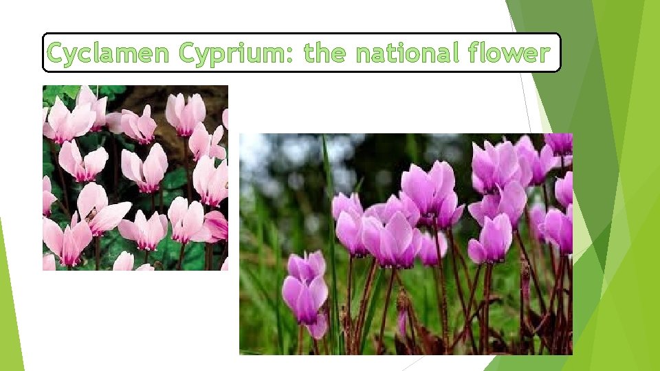 Cyclamen Cyprium: the national flower 