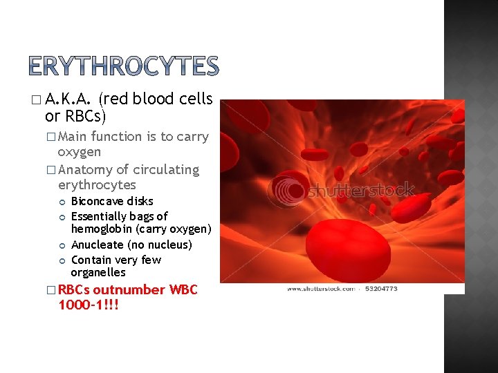 � A. K. A. (red blood cells or RBCs) � Main function is to