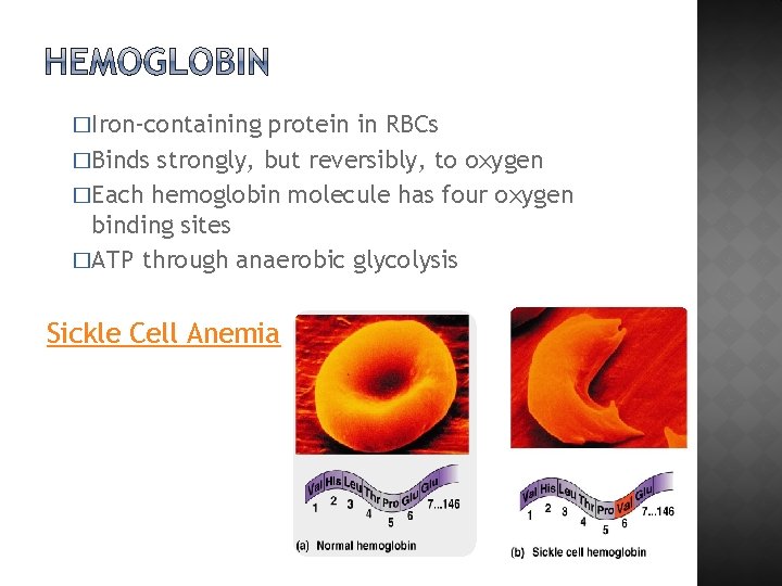 �Iron-containing protein in RBCs �Binds strongly, but reversibly, to oxygen �Each hemoglobin molecule has
