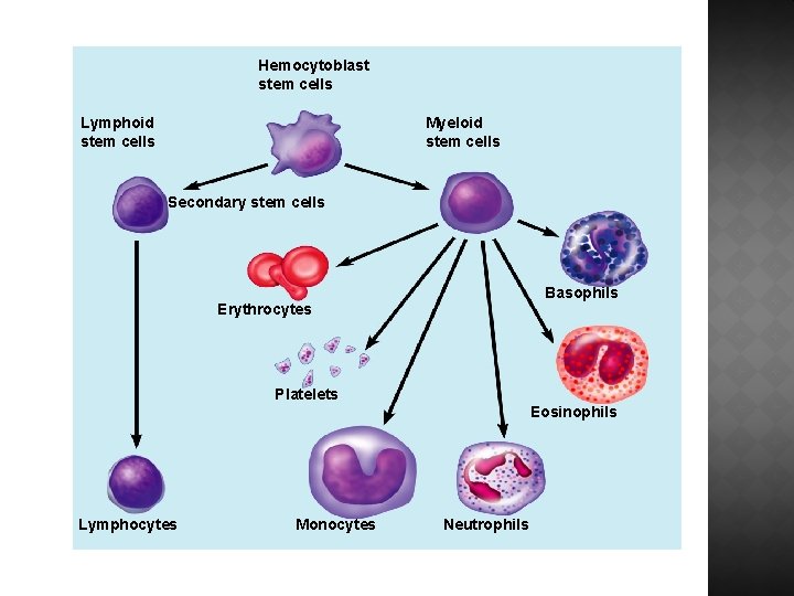 Hemocytoblast stem cells Lymphoid stem cells Myeloid stem cells Secondary stem cells Basophils Erythrocytes