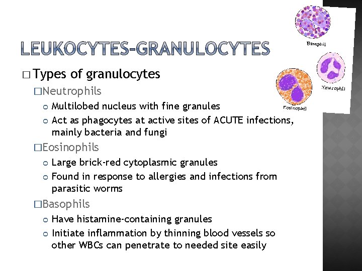 � Types of granulocytes �Neutrophils Multilobed nucleus with fine granules Act as phagocytes at