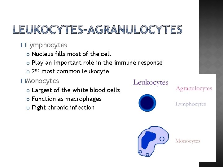 �Lymphocytes Nucleus fills most of the cell Play an important role in the immune