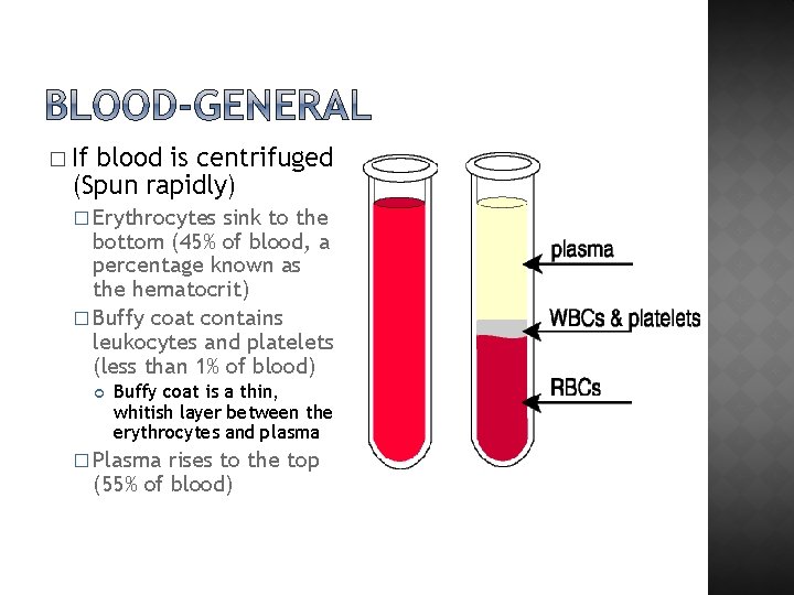� If blood is centrifuged (Spun rapidly) � Erythrocytes sink to the bottom (45%