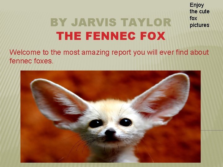 BY JARVIS TAYLOR THE FENNEC FOX Enjoy the cute fox pictures Welcome to the