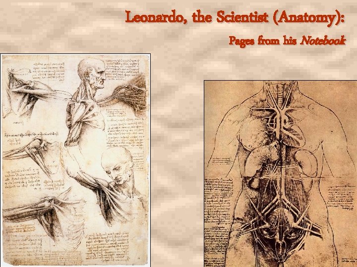 Leonardo, the Scientist (Anatomy): Pages from his Notebook 