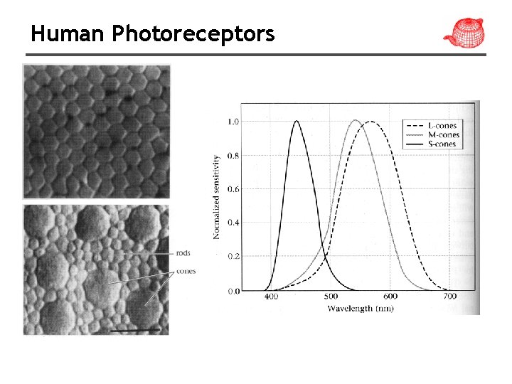 Human Photoreceptors Human Photoreceptors