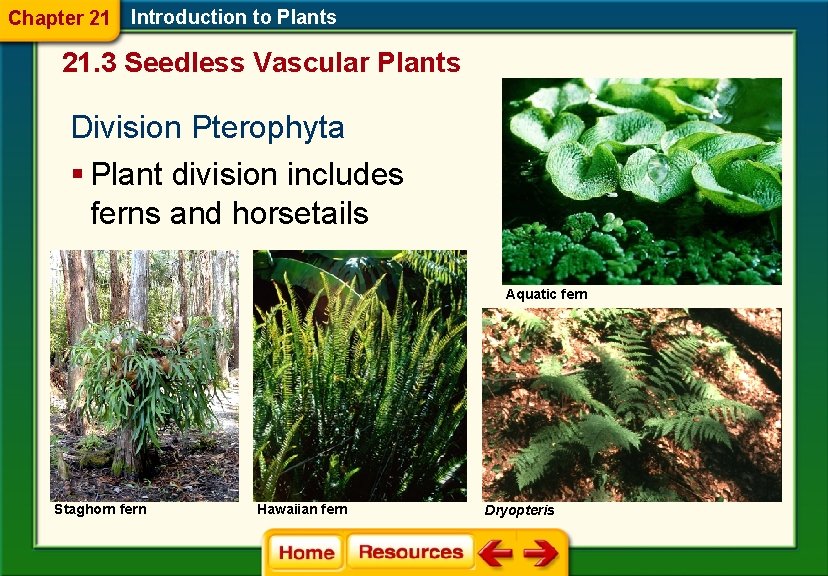 Chapter 21 Introduction to Plants 21. 3 Seedless Vascular Plants Division Pterophyta § Plant