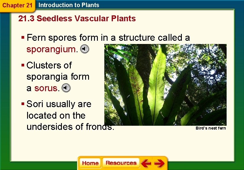 Chapter 21 Introduction to Plants 21. 3 Seedless Vascular Plants § Fern spores form Chapter 21 Introduction to Plants 21. 3 Seedless Vascular Plants § Fern spores form