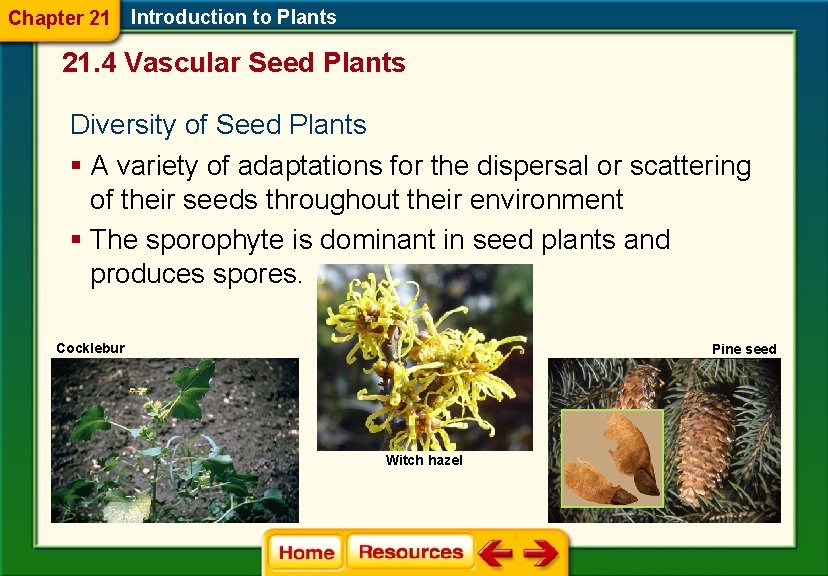 Chapter 21 Introduction to Plants 21. 4 Vascular Seed Plants Diversity of Seed Plants