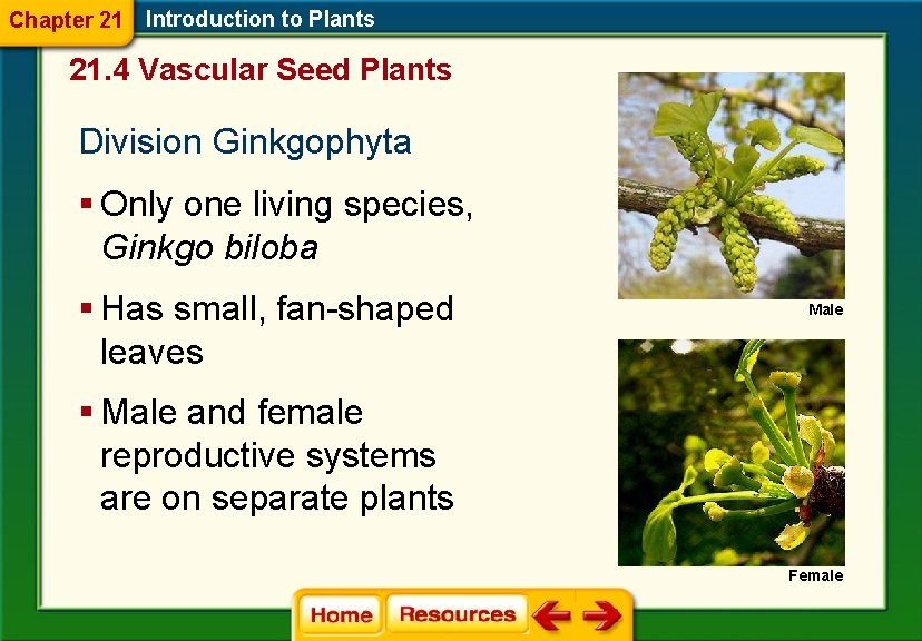 Chapter 21 Introduction to Plants 21. 4 Vascular Seed Plants Division Ginkgophyta § Only