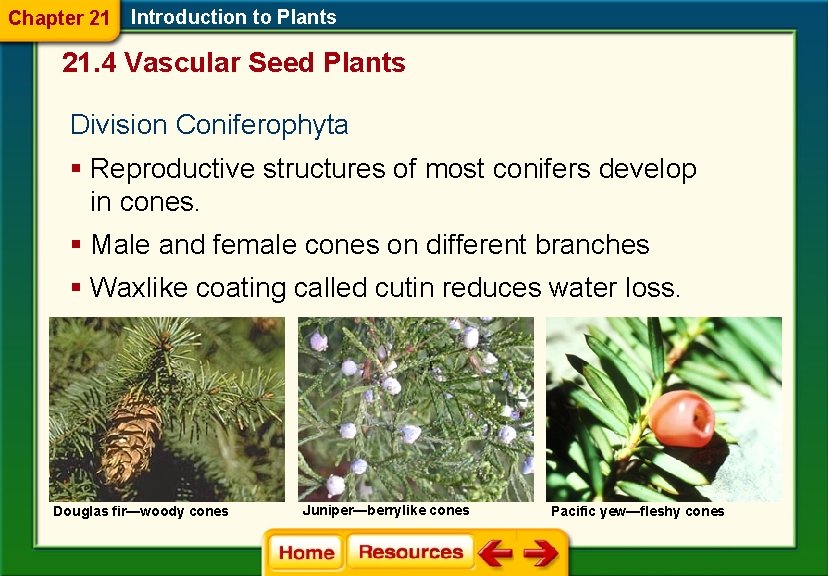 Chapter 21 Introduction to Plants 21. 4 Vascular Seed Plants Division Coniferophyta § Reproductive
