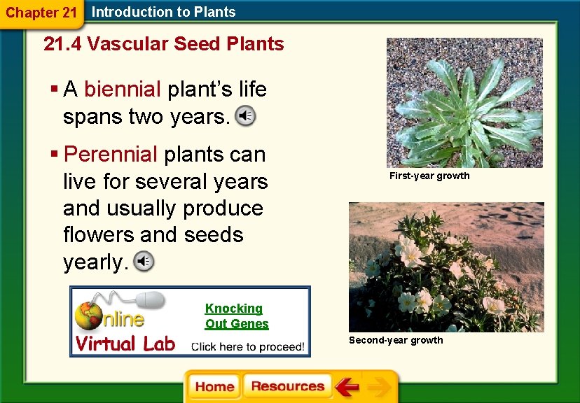 Chapter 21 Introduction to Plants 21. 4 Vascular Seed Plants § A biennial plant’s