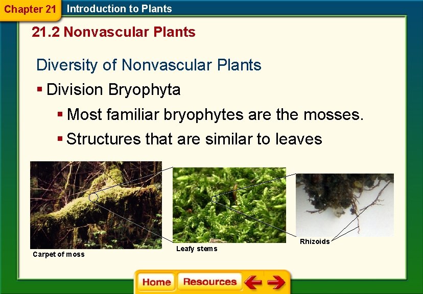 Chapter 21 Introduction to Plants 21. 2 Nonvascular Plants Diversity of Nonvascular Plants §