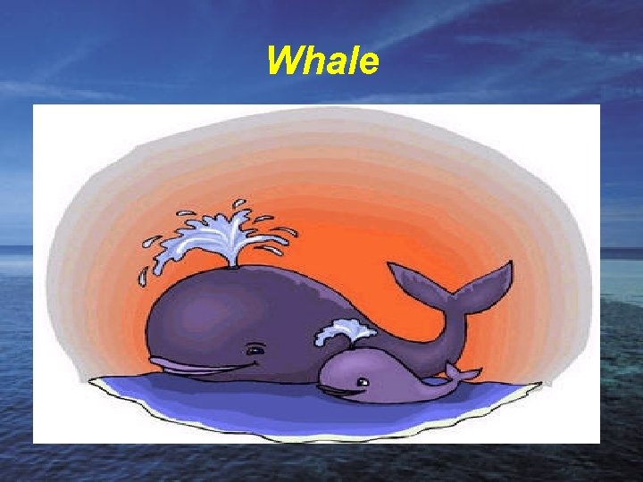 Whale 