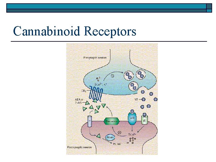 Cannabinoid Receptors 