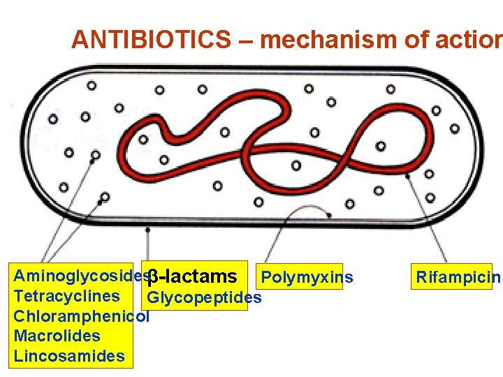 ANTIBIOTICS – mechanism of action Aminoglycosidesβ-lactams Polymyxins Tetracyclines Glycopeptides Chloramphenicol Macrolides Lincosamides Rifampicin 