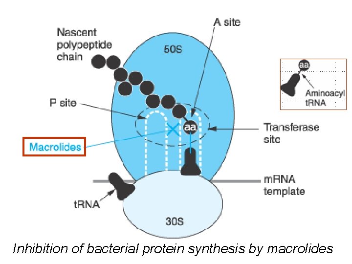 Inhibition of bacterial protein synthesis by macrolides 