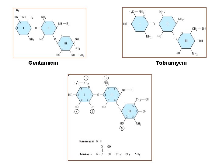 Gentamicin Tobramycin 